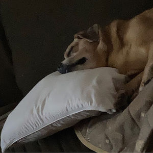 Meet your Posher, Dolores